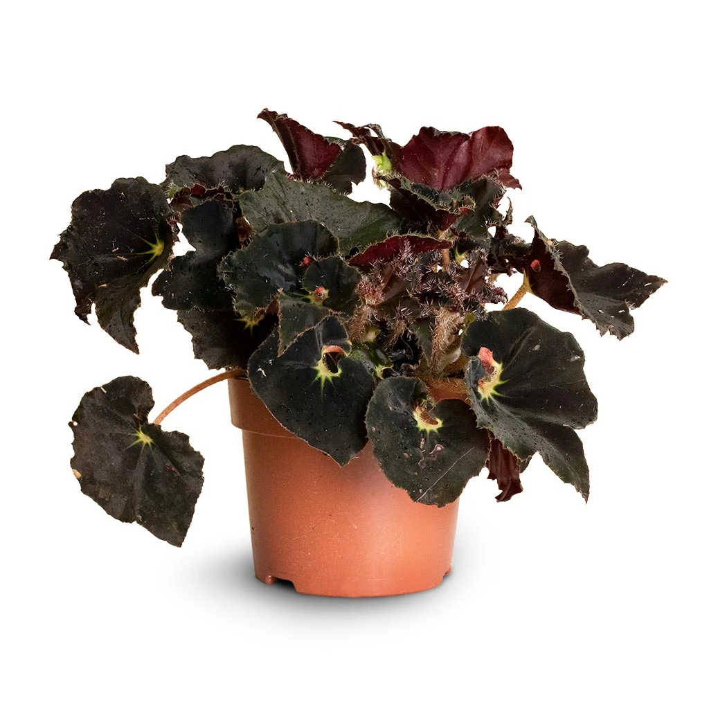 Begonia BD Rex - Anne Begonia 3 Begonia BD Rex - Anne Begonia - Image 3
