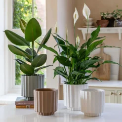 Bourton Scalloped Plant Pot - Sage -Outlet The Ever Sprout Store BourtonScallopedPlantPot Ivory 18x18cm aa22b863 c25f 4b00 b03d 338614f0a39c