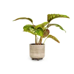 Calathea Flamestar 8 Calathea Flamestar -Outlet The Ever Sprout Store Calathea Flamestar 14x45cm Denise Plant Pot Off White 17x17cm