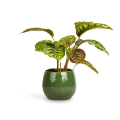 Calathea Flamestar 7 Calathea Flamestar -Outlet The Ever Sprout Store Calathea Flamestar 14x45cm Mischa Plant Pot Forest Green 22x18cm