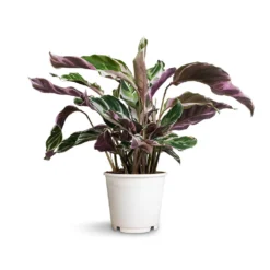 Calathea Fusion White 14 Calathea Fusion White -Outlet The Ever Sprout Store Calathea Fusion White 14x35cm