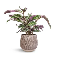 Arles Leaf Plant Pot - Mocha -Outlet The Ever Sprout Store Calathea Fusion White 14x35cm Arles Leaf Plant Pot Mocha 17x17cm