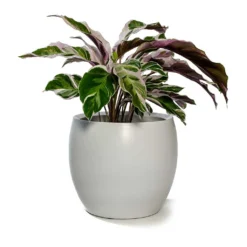 Calathea Fusion White 21 Calathea Fusion White -Outlet The Ever Sprout Store Calathea Fusion White Cresta Plant Pot Pure White