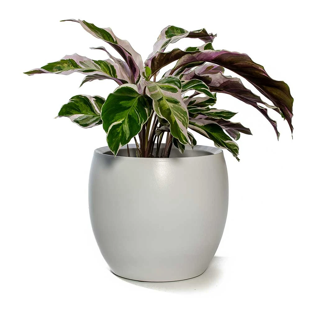 Calathea Fusion White 10 Calathea Fusion White - Image 10