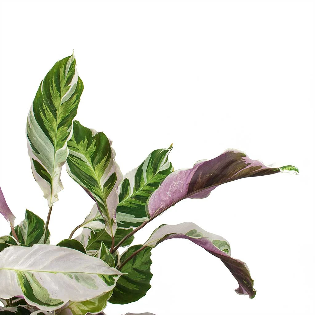 Calathea Fusion White 4 Calathea Fusion White - Image 4