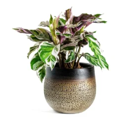 Calathea Fusion White 19 Calathea Fusion White -Outlet The Ever Sprout Store Calathea Fusion White Mya Plant Pot Deep Champagne