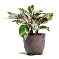 Calathea Fusion White 17 Calathea Fusion White -Outlet The Ever Sprout Store Calathea Fusion White kaat pink plant pot d5ab7191 512b 4143 aca1 5f135437b65f