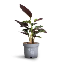 Calathea Sanderiana - Pin-Stripe Calathea -Outlet The Ever Sprout Store Calathea Sanderiana Pin Stripe Calathea 12x30cm