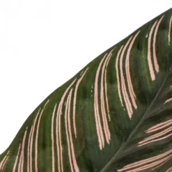 Calathea Sanderiana - Pin-Stripe Calathea -Outlet The Ever Sprout Store Calathea Sanderiana Pin Stripe Calathea 12x30cm 4