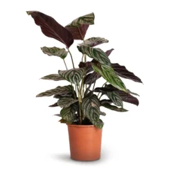 Calathea Sanderiana - Pin-Stripe Calathea -Outlet The Ever Sprout Store Calathea Sanderiana Pin Stripe Calathea 14x50cm