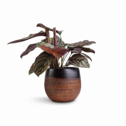 Calathea Sanderiana - Pin-Stripe Calathea -Outlet The Ever Sprout Store Calathea Sanderiana Pin Stripe Calathea 14x50cm Mya Plant Pot Shiny Mocha 18x16cm