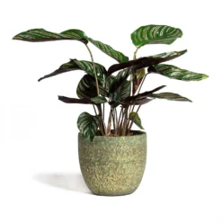 Calathea Sanderiana - Pin-Stripe Calathea -Outlet The Ever Sprout Store Calathea Sanderiana Pin Stripe Calathea 14x50cm Rinca Plant Pot Shiny Green 17x15cm
