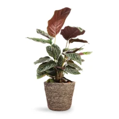 Calathea Sanderiana - Pin-Stripe Calathea -Outlet The Ever Sprout Store Calathea Sanderiana Pin Stripe Calathea 14x50cm Selin Plant Basket Black Weave 18x16cm 37fe1271 34d9 4952 8b5a 07e0362d7926