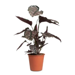 Calathea Sanderiana - Pin-Stripe Calathea -Outlet The Ever Sprout Store Calathea Sanderiana Pin Stripe Calathea 19x75cm 2 93262ecd d0f9 45ed 9f0f 18977b2c26da scaled
