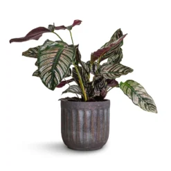 Calathea Sanderiana - Pin-Stripe Calathea