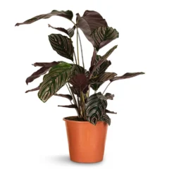 Calathea Sanderiana - Pin-Stripe Calathea -Outlet The Ever Sprout Store Calathea Sanderiana Pin Stripe Calathea 19x75cm 2cac7886 86e2 4137 8c4f 0f5ced5dd851
