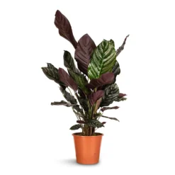 Calathea Sanderiana - Pin-Stripe Calathea -Outlet The Ever Sprout Store Calathea Sanderiana Pin Stripe Calathea 24x75cm