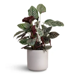 Calathea Sanderiana - Pin-Stripe Calathea -Outlet The Ever Sprout Store Calathea Sanderiana Pin Stripe Calathea 24x75cm Leon Plant Pot Cement 32x27cm