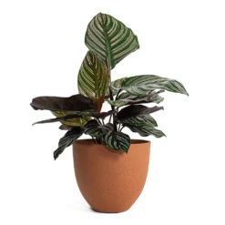 Calathea Sanderiana - Pin-Stripe Calathea -Outlet The Ever Sprout Store Calathea Sanderiana Pin Stripe Calathea Coral Refined Planter Canyon Orange a7621ec3 f1f1 4229 91f9 368f6ae9dfcd
