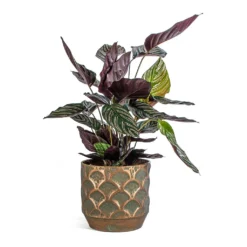 Calathea Sanderiana - Pin-Stripe Calathea -Outlet The Ever Sprout Store Calathea Sanderiana Pin Stripe Calathea Lauri Metal Plant Pot Set Of 4 Lilac