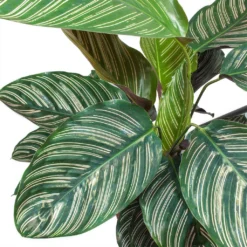 Calathea Sanderiana - Pin-Stripe Calathea -Outlet The Ever Sprout Store Calathea Sanderiana Pin Stripe Calathea Leaves