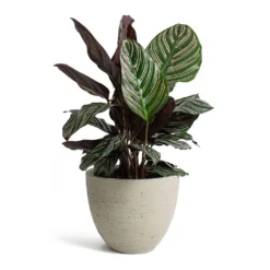 Calathea Sanderiana - Pin-Stripe Calathea -Outlet The Ever Sprout Store Calathea Sanderiana Pin Stripe Calathea Mini Jesslyn Plant Pot Grey Washed b6ff646b 28ed 419f a32d 72088b77be17
