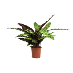Calathea Lancifolia - Rattlesnake Plant -Outlet The Ever Sprout Store Calathea lancifolia Rattlesnake Plant 14cm