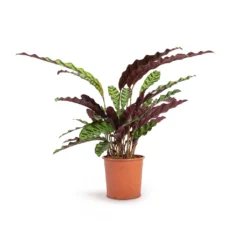 Calathea Lancifolia - Rattlesnake Plant -Outlet The Ever Sprout Store Calathea lancifolia Rattlesnake Plant 14x45cm
