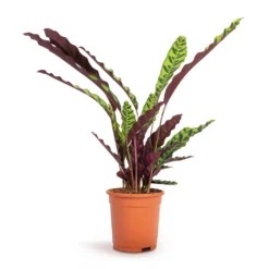 Calathea Lancifolia - Rattlesnake Plant -Outlet The Ever Sprout Store Calathea lancifolia Rattlesnake Plant 17x60cm