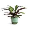 Calathea Lancifolia - Rattlesnake Plant
