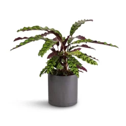 Calathea Lancifolia - Rattlesnake Plant -Outlet The Ever Sprout Store Calathea lancifolia Rattlesnake Plant 17x60cm Puk Plant Pot Black Washed 20x20cm