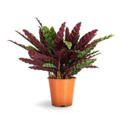 Calathea Lancifolia - Rattlesnake Plant -Outlet The Ever Sprout Store Calathea lancifolia Rattlesnake Plant 19x60cm