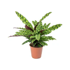 Calathea Lancifolia - Rattlesnake Plant -Outlet The Ever Sprout Store Calathea lancifolia Rattlesnake Plant 75cm