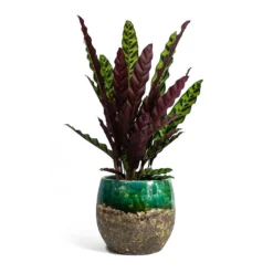 Calathea Lancifolia - Rattlesnake Plant -Outlet The Ever Sprout Store Calathea lancifolia Rattlesnake Plant Lindy Plant Pot Black Green fc17ebf1 9d2d 42c4 bae4 67e0a375300e