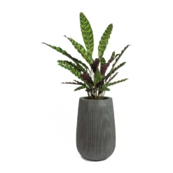 Patt High Plant Vase - Ridged Dark Grey 24 Patt High Plant Vase - Ridged Dark Grey -Outlet The Ever Sprout Store Calathea lancifolia Rattlesnake Plant Patt High Plant Vase Ridged Dark Grey
