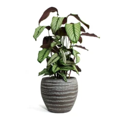 Calathea Majestica White Star -Outlet The Ever Sprout Store Calathea majestica White Star Koen Plant Pot Brown