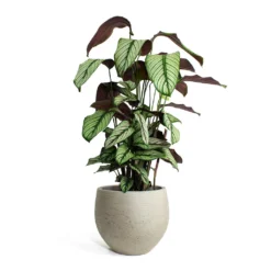 Calathea Majestica White Star -Outlet The Ever Sprout Store Calathea majestica White Star Mini Orb Kevan lant Pot Grey Washed