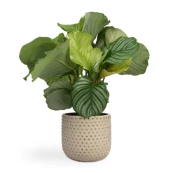 Calathea Orbifolia 29 Calathea Orbifolia -Outlet The Ever Sprout Store Calathea orbifolia 12x35cm Bolino Plant Pot Mint 24x21cm