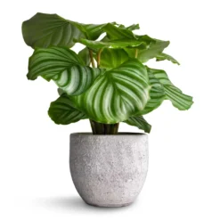 Calathea Orbifolia 28 Calathea Orbifolia -Outlet The Ever Sprout Store Calathea orbifolia 12x35cm Cas Plant Pot Cool Grey 15x13cm