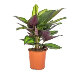 Calathea Ornata Beauty Star 7 Calathea Ornata Beauty Star -Outlet The Ever Sprout Store Calathea ornata Beauty Star 14x50cm
