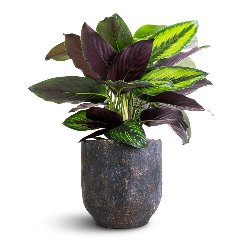 Calathea Ornata Beauty Star 1 Calathea Ornata Beauty Star