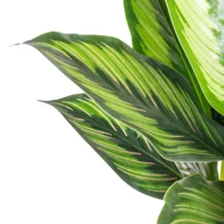 Calathea Ornata Beauty Star 8 Calathea Ornata Beauty Star -Outlet The Ever Sprout Store Calathea ornata Beauty Star SWATCH