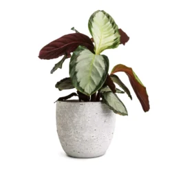 Calathea Picturata Argentea 15 Calathea Picturata Argentea -Outlet The Ever Sprout Store Calathea picturata Argentea 12x40cm Cas Plant Pot Cool Grey 17x15cm