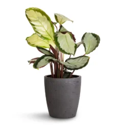 Calathea Picturata Argentea 16 Calathea Picturata Argentea -Outlet The Ever Sprout Store Calathea picturata Argentea 12x40cm Gerben Plant Pot Black Washed 15x16cm