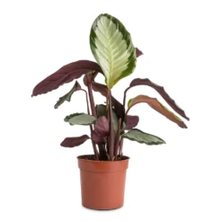 Calathea Picturata Argentea 14 Calathea Picturata Argentea -Outlet The Ever Sprout Store Calathea picturata Argentea 12x40cm f9e1c73f 0528 4ecb 89e5 a410c7c34b6e