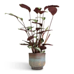 Calathea Picturata Argentea 18 Calathea Picturata Argentea -Outlet The Ever Sprout Store Calathea picturata Argentea 17x75cm Aico Plant Pot Shiny Blue 22x20cm 547d596a 7035 4c95 8474 53766bac3561