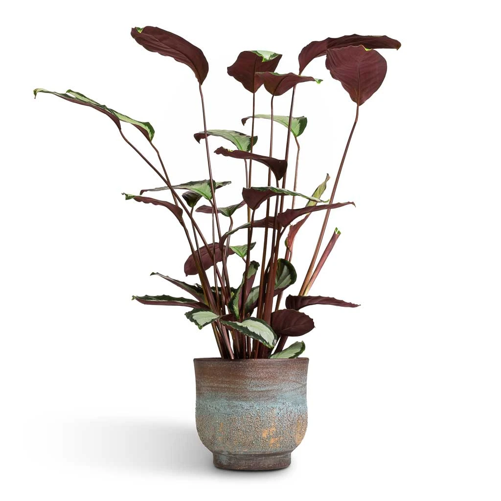 Calathea Picturata Argentea 7 Calathea Picturata Argentea - Image 7