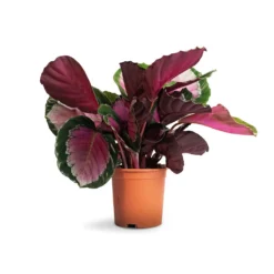 Calathea Picturata Crimson 16 Calathea Picturata Crimson -Outlet The Ever Sprout Store Calathea picturata Crimson 14x50cm 1