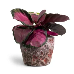 Calathea Picturata Crimson 15 Calathea Picturata Crimson -Outlet The Ever Sprout Store Calathea picturata Crimson 14x50cm Lava Couple Straight Relic Planter Pink 19x13cm