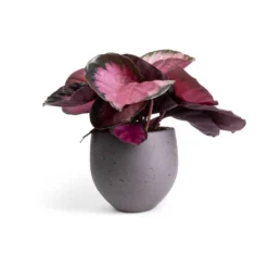 Calathea Picturata Crimson 17 Calathea Picturata Crimson -Outlet The Ever Sprout Store Calathea picturata Crimson 14x50cm Mini Orb Kevan Plant Pot Black Washed 18x15cm